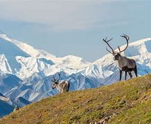 Image result for reindeer and caribou migration