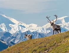 Image result for Difference in Caribou and Reindeer