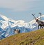 Image result for Difference in Caribou and Reindeer