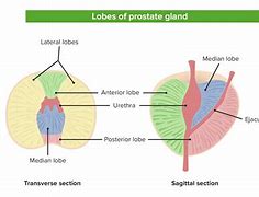 Image result for Prostate Gland Structure