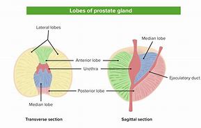 Image result for Prostate Parts