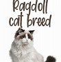 Image result for Large Ragdoll Cat