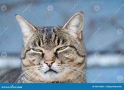 Image result for Grey House Cat