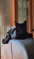 Image result for Black Cat Small On Couch