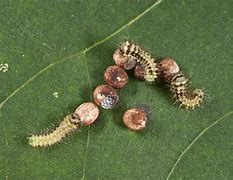 Image result for Moth Eggs Hatch