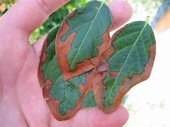 Image result for Blueberry Leaf Spot