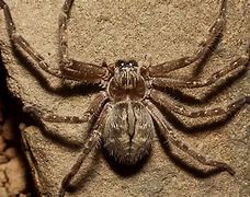 Image result for Arizona Crab Spider