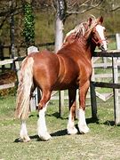 Image result for Welsh Cob Horse