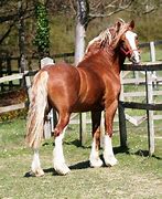 Image result for Black Welsh Cob