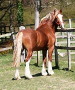 Image result for Welsh Cob Hoof