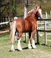 Image result for Welsh Cob Head