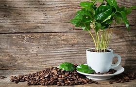 Image result for Which Houseplants Like Coffee Grounds