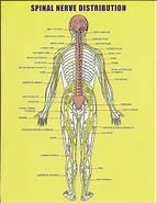 Image result for Spinal Nerves Lumbar Spine