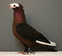 Image result for Archangel Pigeon