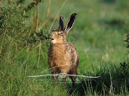 Image result for Hare Eating