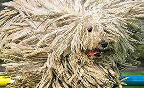 Image result for Funny Dog Looks