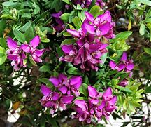 Image result for Maltese Plants