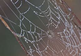 Image result for Spider Web Dew