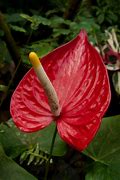 Image result for Red Calla Lily Flower