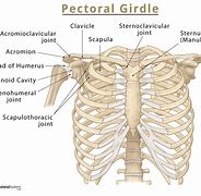 Image result for Skeletal System Pelvic Girdle