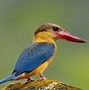 Image result for Blue Kingfisher In Borneo Rainforest