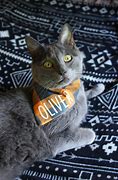 Image result for Barn Cat with Bandana