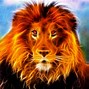 Image result for Fire and Ice Lion