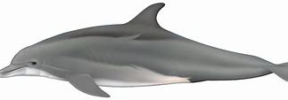 Image result for Bottlenose Dolphin Photos