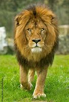 Image result for Teenage Male Lion