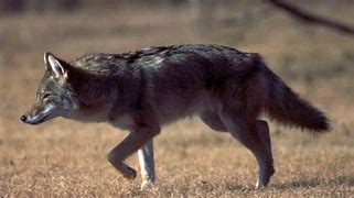 Image result for Alabama Coyote