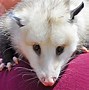 Image result for Possum Homes