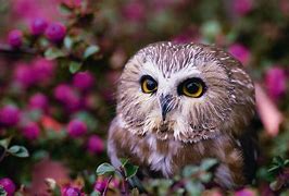 Image result for Barn Owl Wallpaper