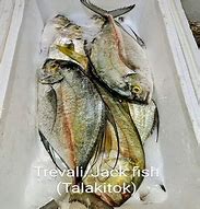 Image result for Trevali Fish