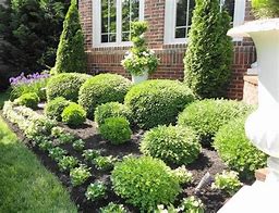 Image result for Landscape Shrubs and Bushes