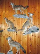 Image result for Coon Mounts