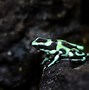 Image result for Most Poisonous Poison Dart Frog