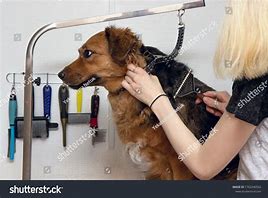 Image result for Large Dog Grooming