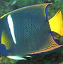 Image result for Galapagos Fish Chart