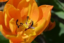 Image result for Flowers for Alberta