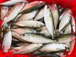 Image result for Indian Mackerel