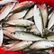 Image result for Indian Mackerel