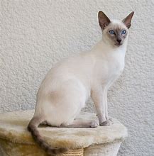 Image result for Siamese Cat Boy