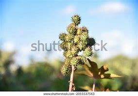 Image result for Smoking a Castor Plant