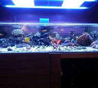 Image result for Shallow Fish Tank