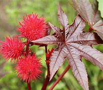 Image result for Castor Herb