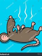 Image result for Dead Rat Funny