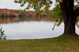 Image result for Lake with Trees