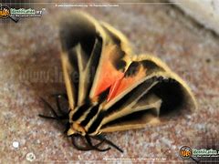 Image result for Tiger Moth Insect