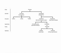 Image result for Primate Classification Chart