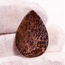 Image result for Dinosaur Bone Jasper